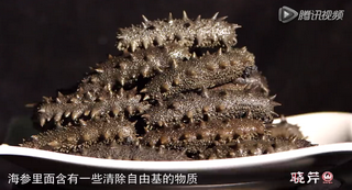 孝敬父母，為何首選海參？